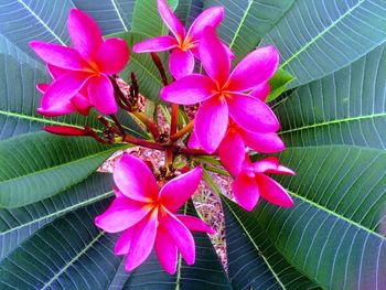 Close-up of pink flowers blooming outdoors