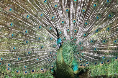 Full frame shot of peacock