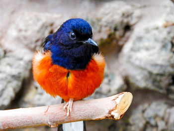 Close-up of bird perching on branch