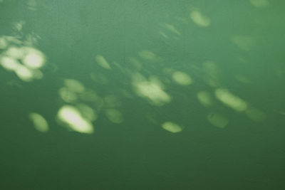 Full frame shot of leaves in water