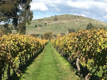 Scenic view of vineyard against sky