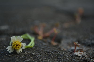 Close-up of flowering plant