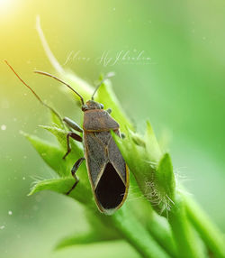 Close-up of insect on leaf