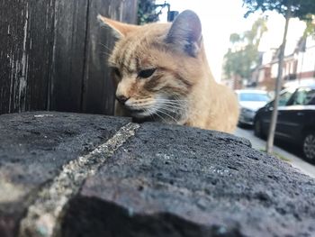 Close-up of cat sitting outdoors