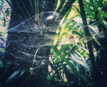 Close-up of spider on web