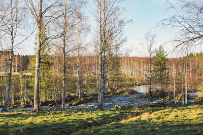 Bare trees on grassy landscape against the sky