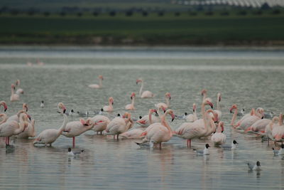 Flamingo birds in salt lake