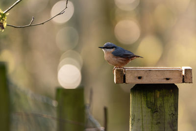 Bird perching on wooden post