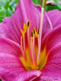 Close-up of pink flower