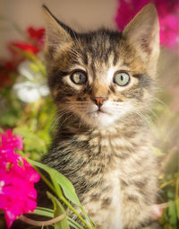 Close-up portrait of a cat