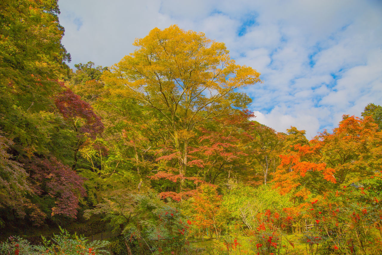 LOW ANGLE VIEW OF TREES DURING AUTUMN