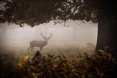 Deer standing on field in forest