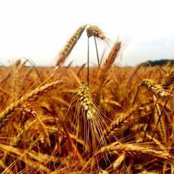 Close-up of wheat growing in field