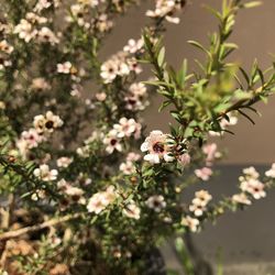 Close-up of bee pollinating on flower