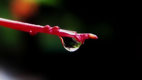 Close-up of water drops on red flower