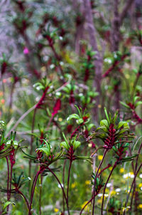 Close-up of red flowers