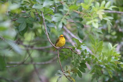 Close-up of bird perching on tree