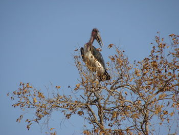 Low angle view of bird perching on tree against sky