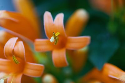 flowering plant