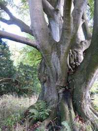 Close-up of tree trunk in forest