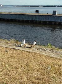 Seagulls on a lake