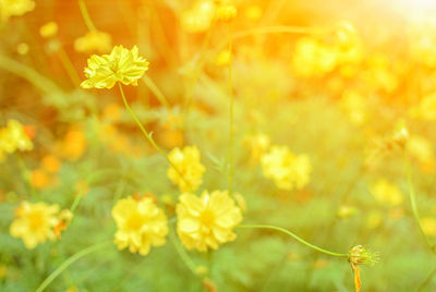 Close-up of yellow flowering plant on field