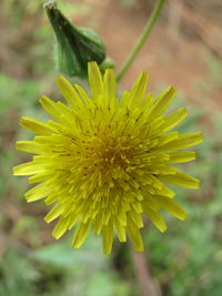 Close-up of yellow flower blooming outdoors