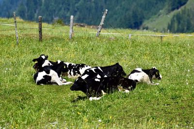 View of cows on field