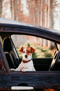 Dog sitting in a car