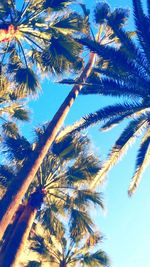 Low angle view of palm trees against blue sky