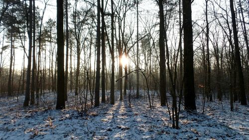 Trees in forest during winter