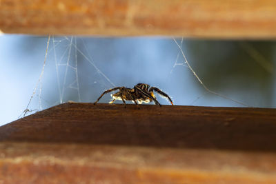 Close-up of spider on web