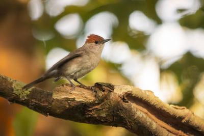 Close-up of bird perching on tree