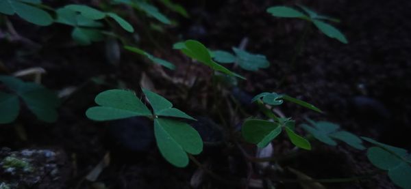 Close-up of green plant