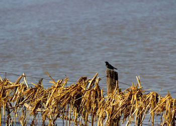 Bird perching on a lake