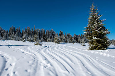 Pine tree forest covered by snow in winter landscape against blue sky