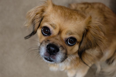 Close-up portrait of dog siting on carpet