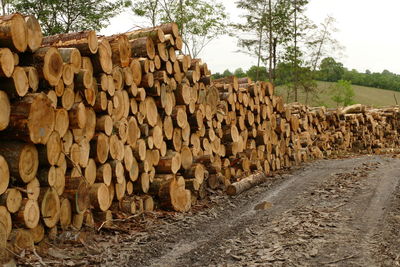Stack of logs against trees