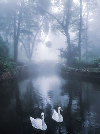 View of birds in lake