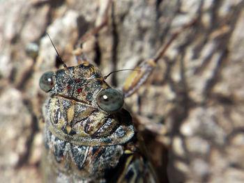 Close-up of insect on leaf