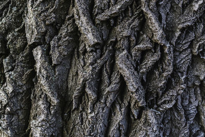 Detail shot of tree trunk