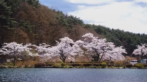 Cherry tree by lake against sky