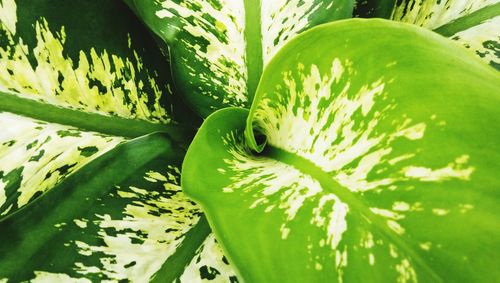 Close-up of green cactus