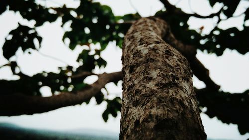 Low angle view of tree against sky