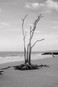 Driftwood on beach against sky