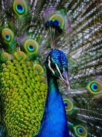 Close-up of peacock