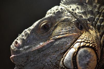 Close-up of iguana