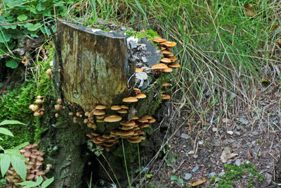 Close-up of mushrooms growing on tree trunk