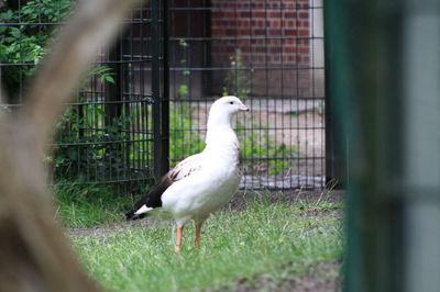 Close-up of bird