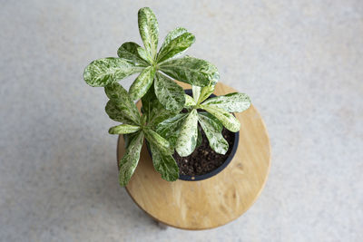 Adenium obesum on white background.